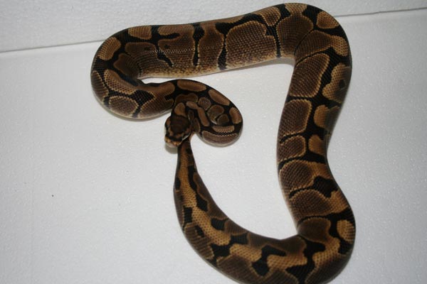 Feb 2 Woma Female