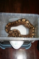 Feb 2 Woma Female Weight