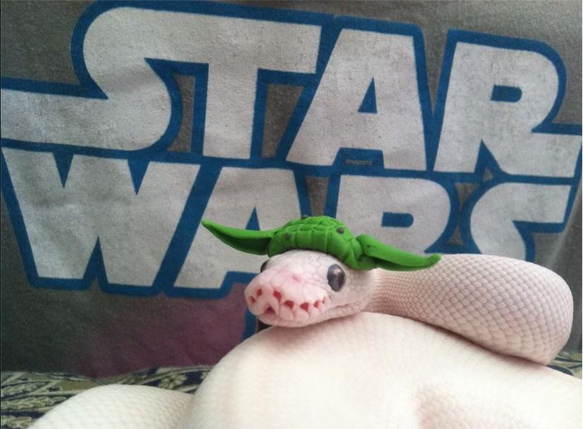 May the Fourth Be With You