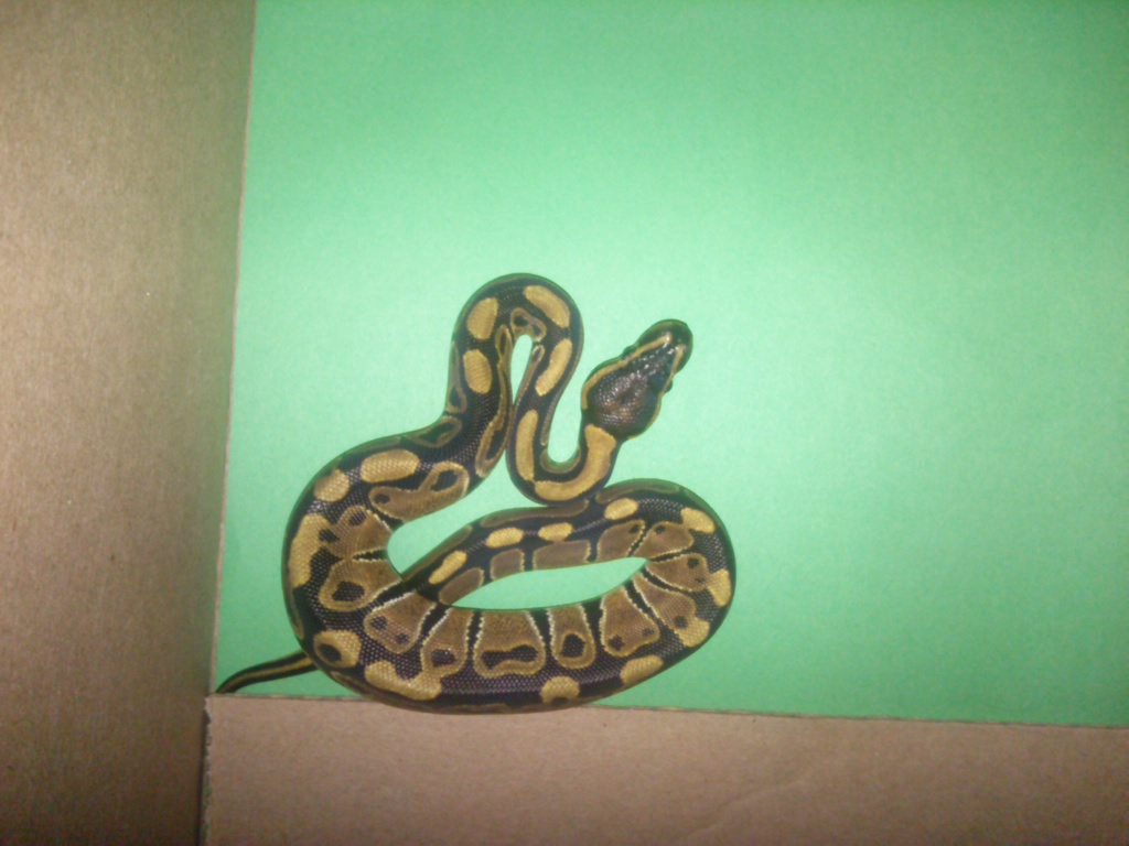 Female Ball Python