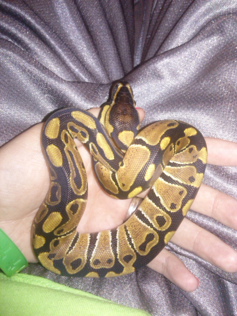 Female Ball Python