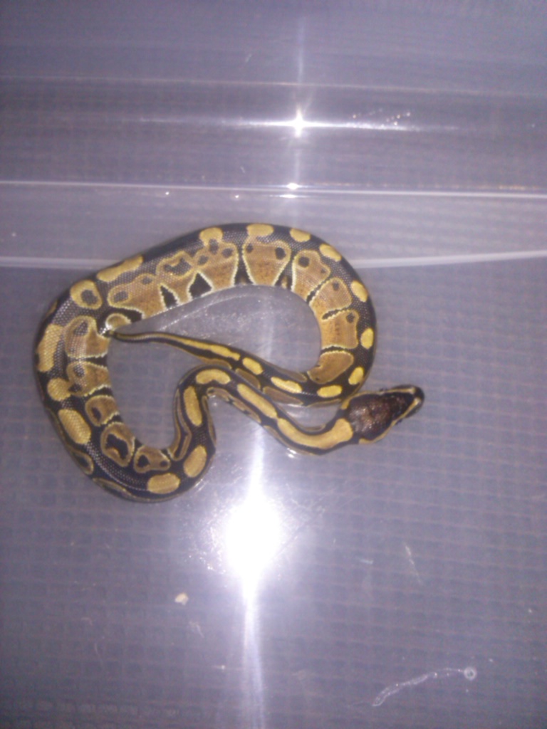 Female Ball Python