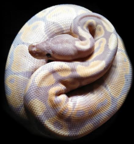 banana female