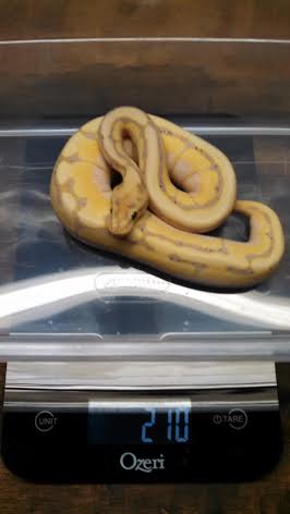 banana yellowbelly spider