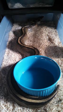Genetic Stripe F