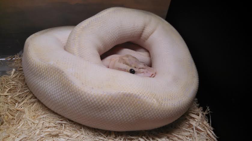 ivory female