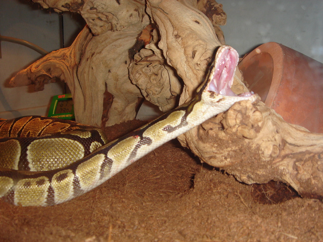 Aurora First Feeding