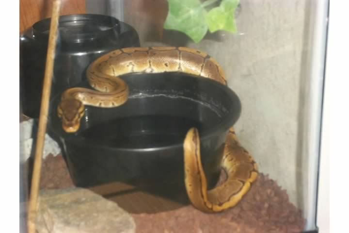 Samson and Delilah