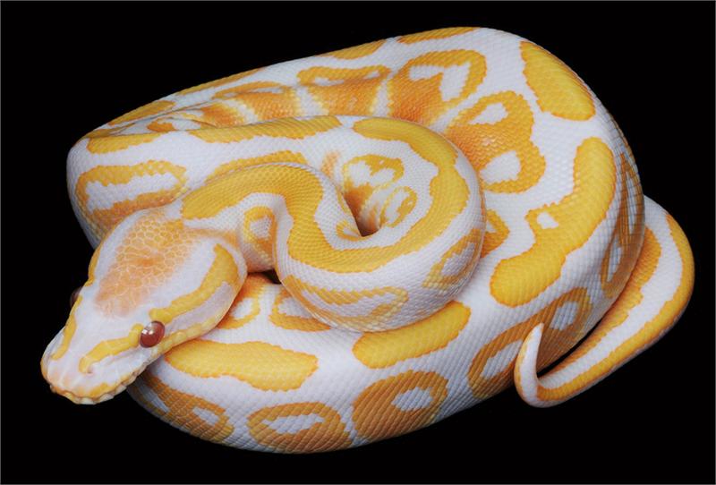 18 different species of ball pythons for sale
