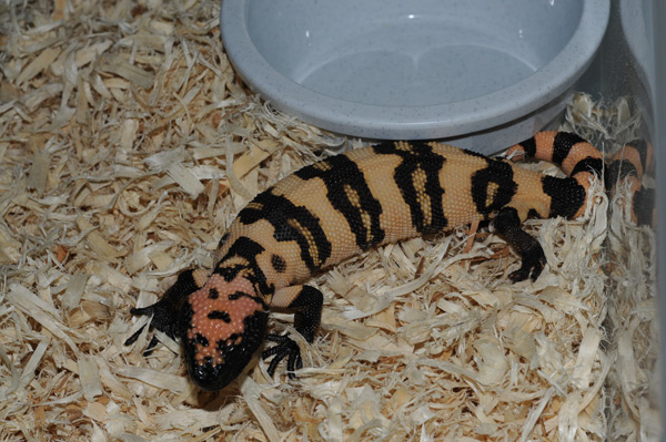 Banded Gilas