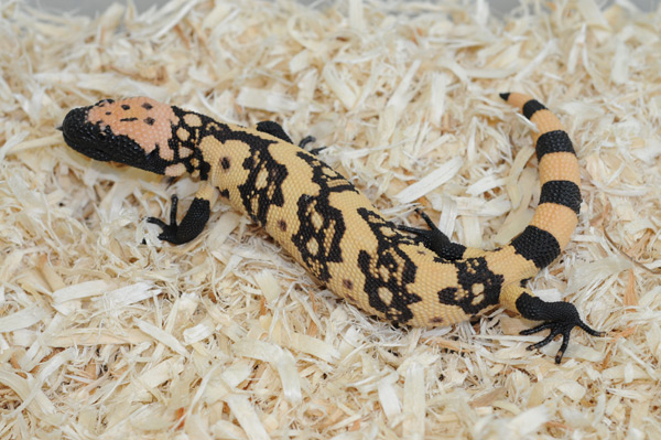 Banded Gilas