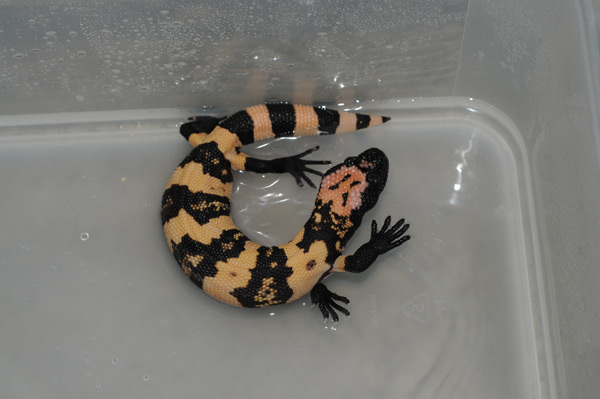 Banded Gilas