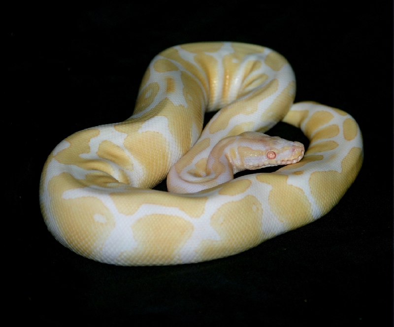 Albino