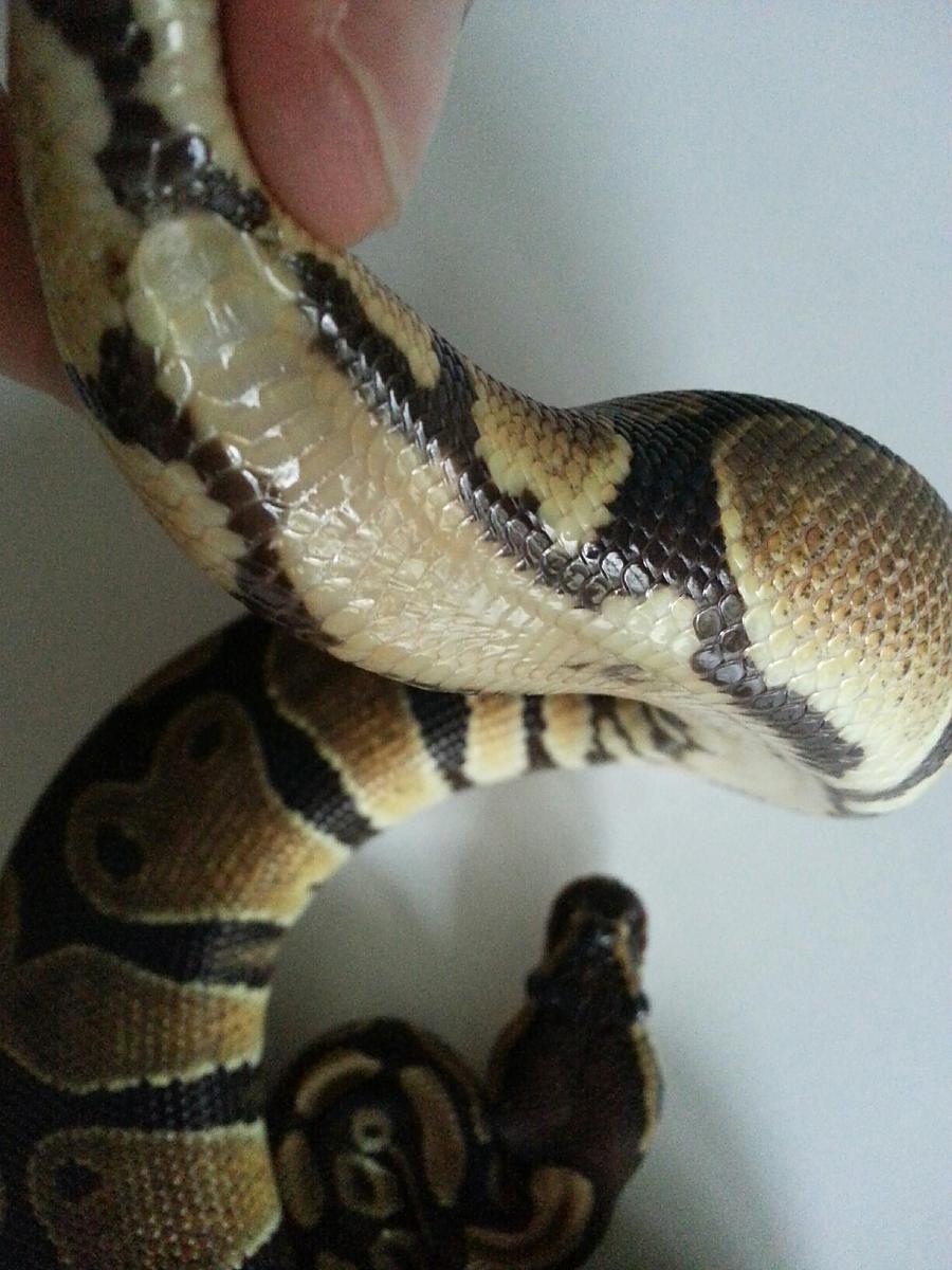 Het pied Markers