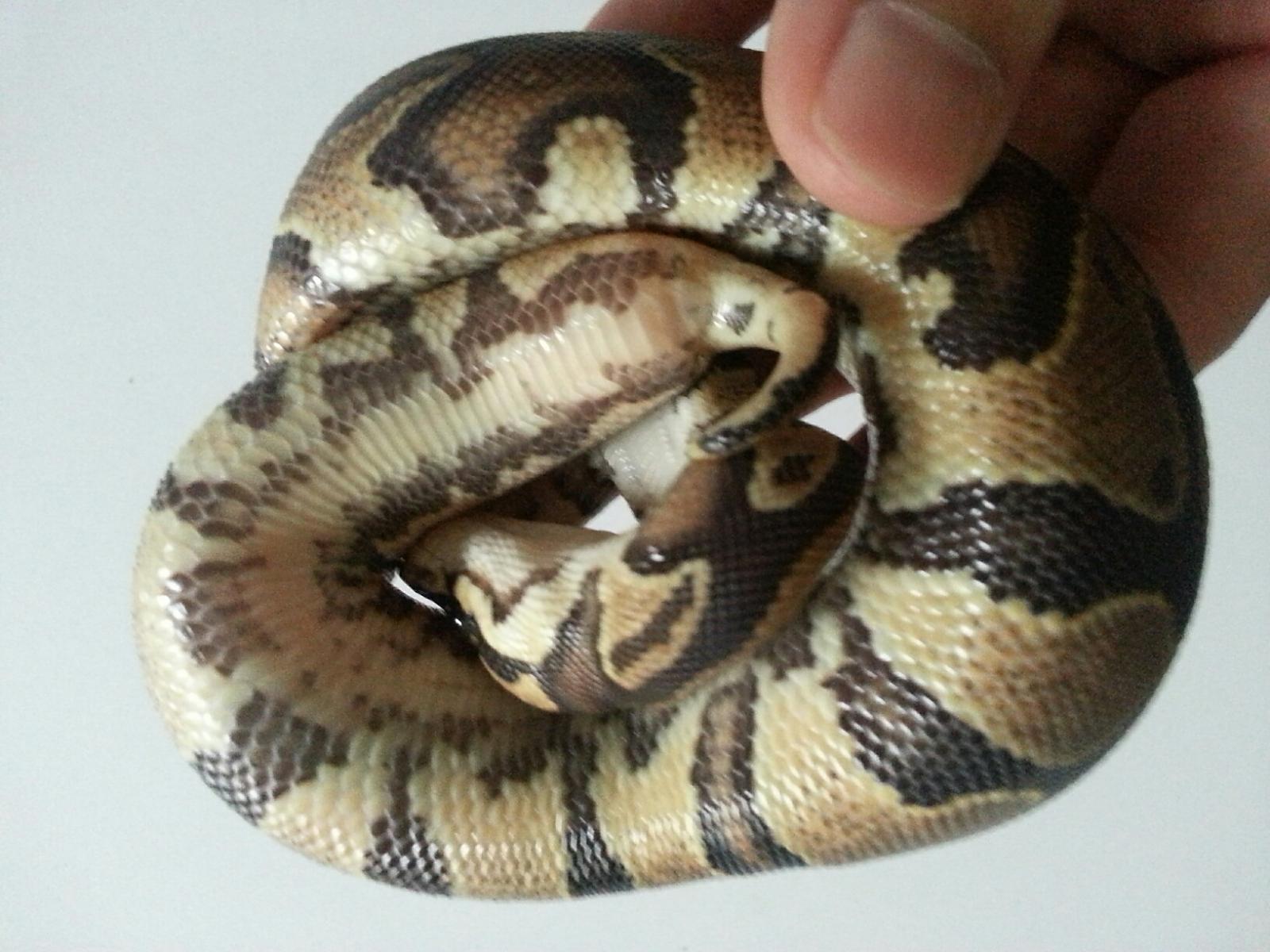 Het pied Markers