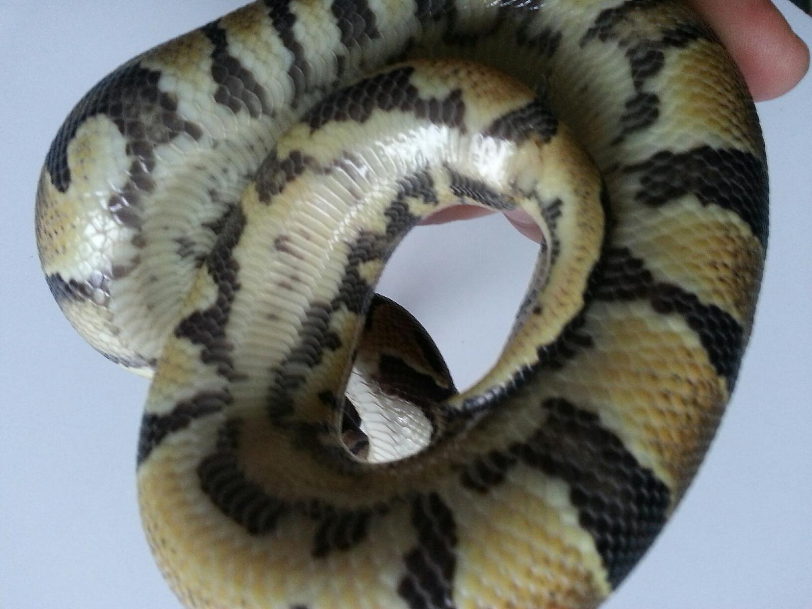 Het pied Markers