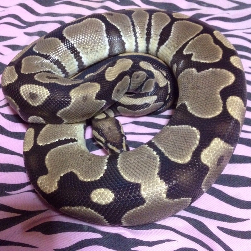 The first pet（ball python）pastel??