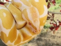 Albino Ball Python