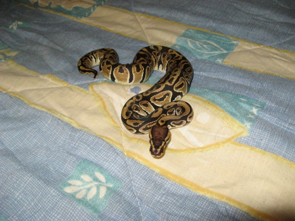 My BP - Phoenix