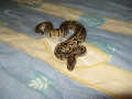 My BP - Phoenix