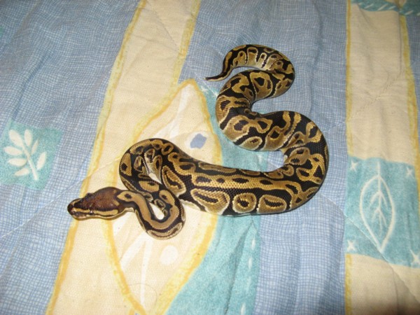 My BP - Phoenix