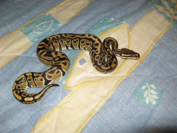 My BP - Phoenix