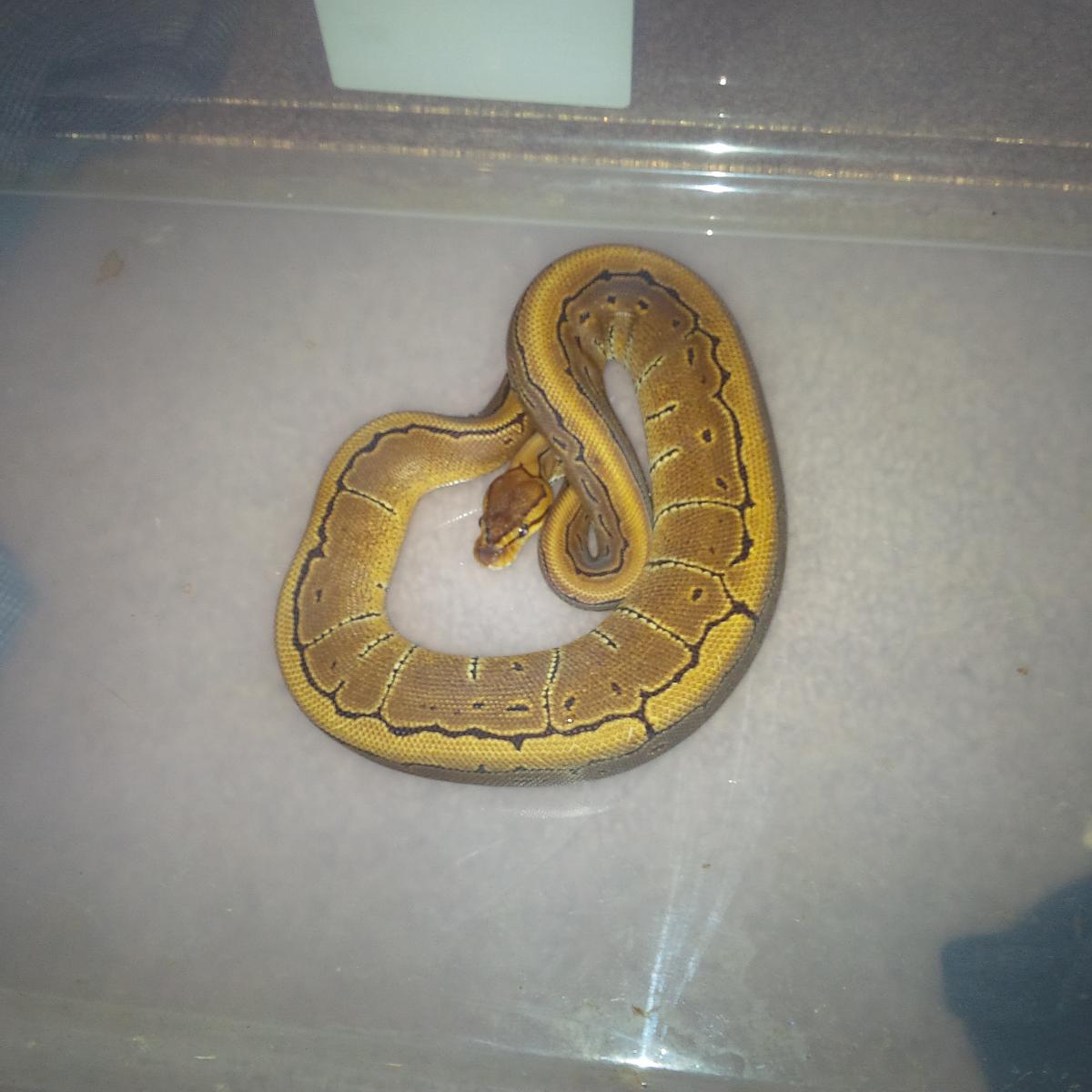 .1 pinstripe dh ultra hypo