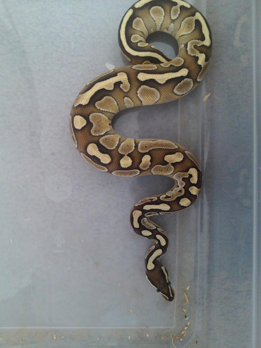 1.0 lesser het ultramel