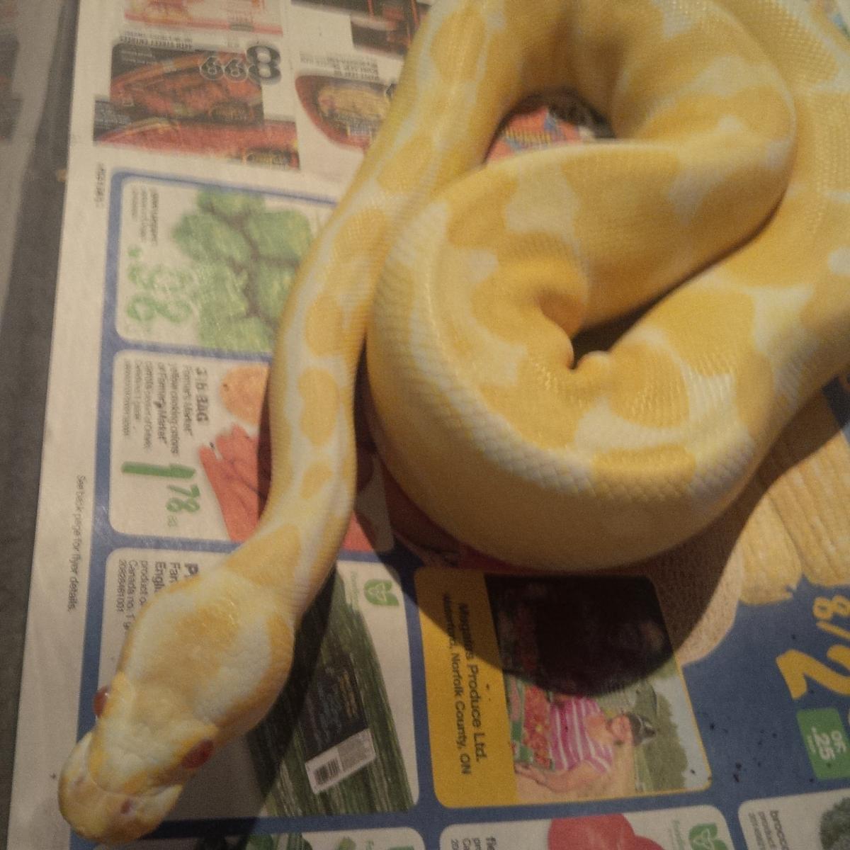 .1 albino