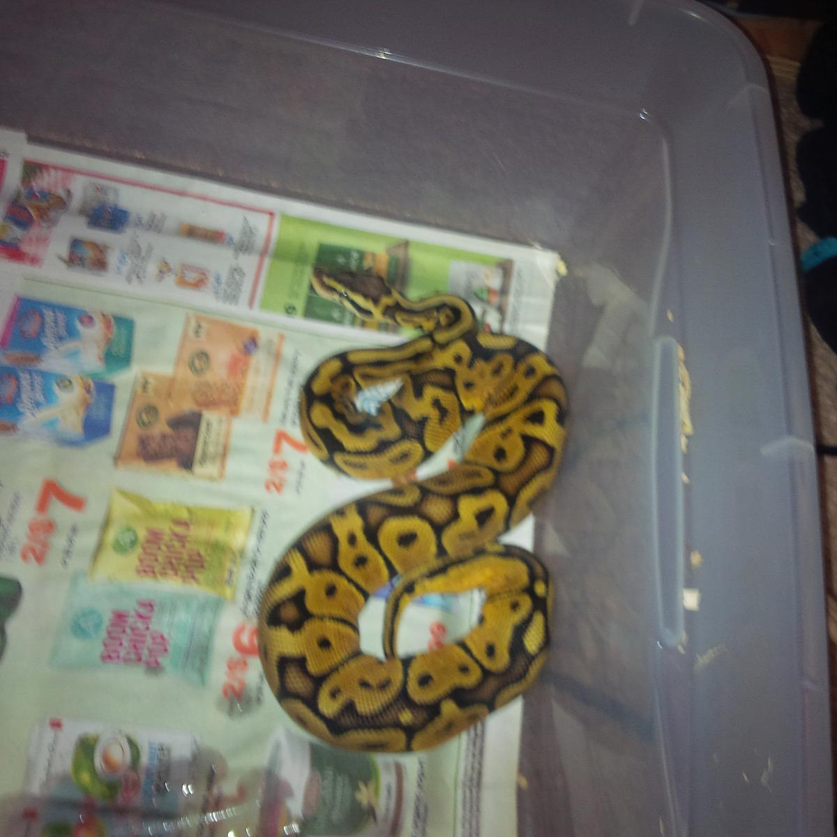 .1 pastel