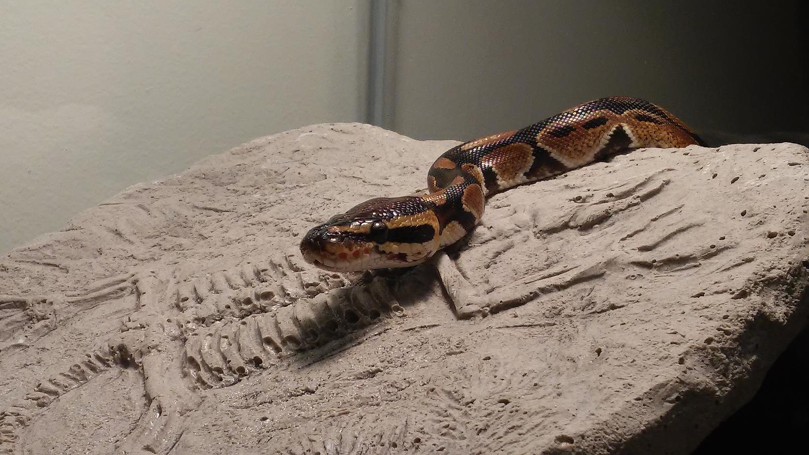 my new baby