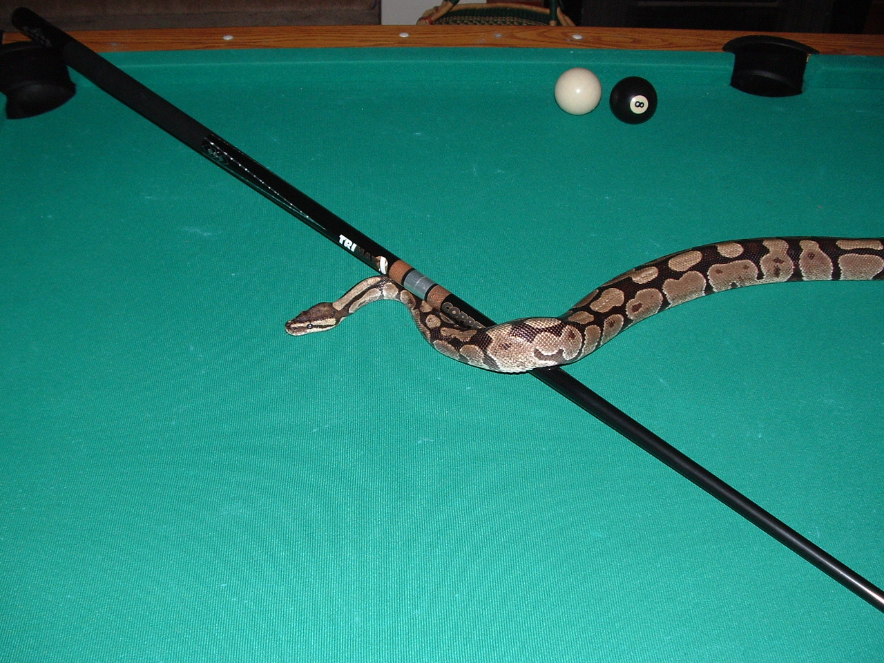 Monty on the pool table (4)