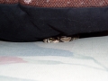 fred hiding