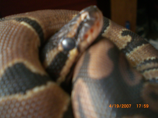 My Het pieds and there father