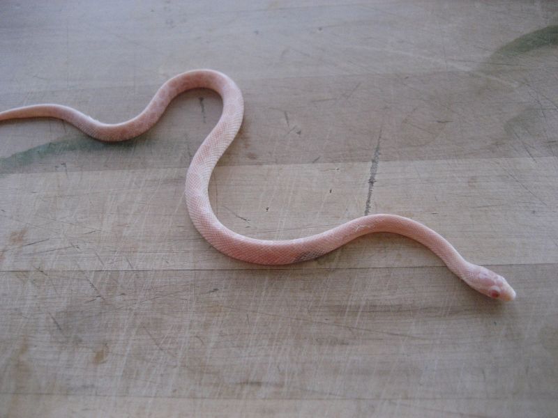 albino corn