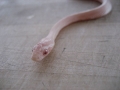 albino closeup