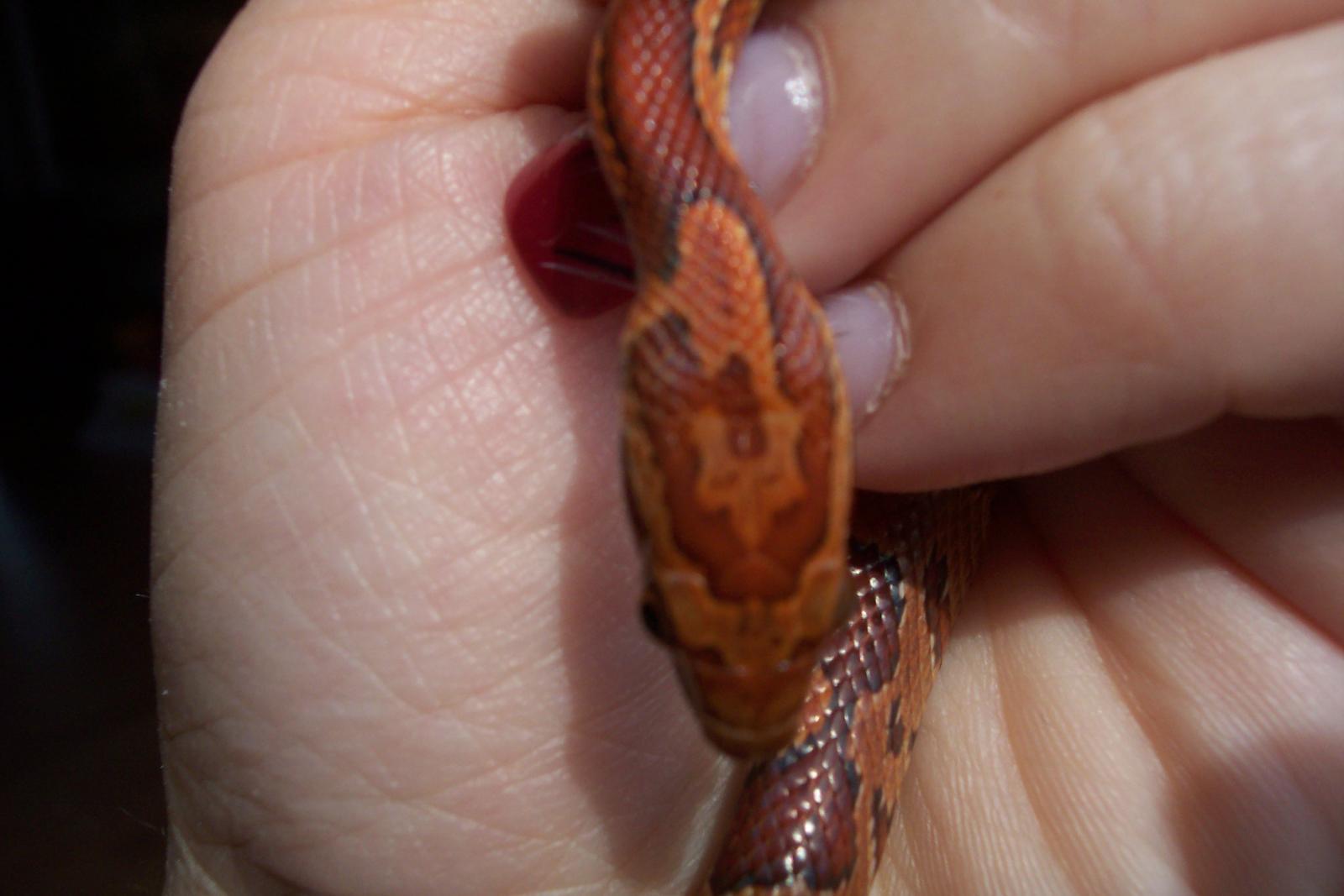 Hannah - Normal Corn Snake