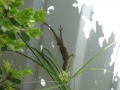 Brownanole