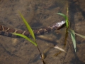 northern water snake