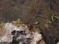 Northern water snake