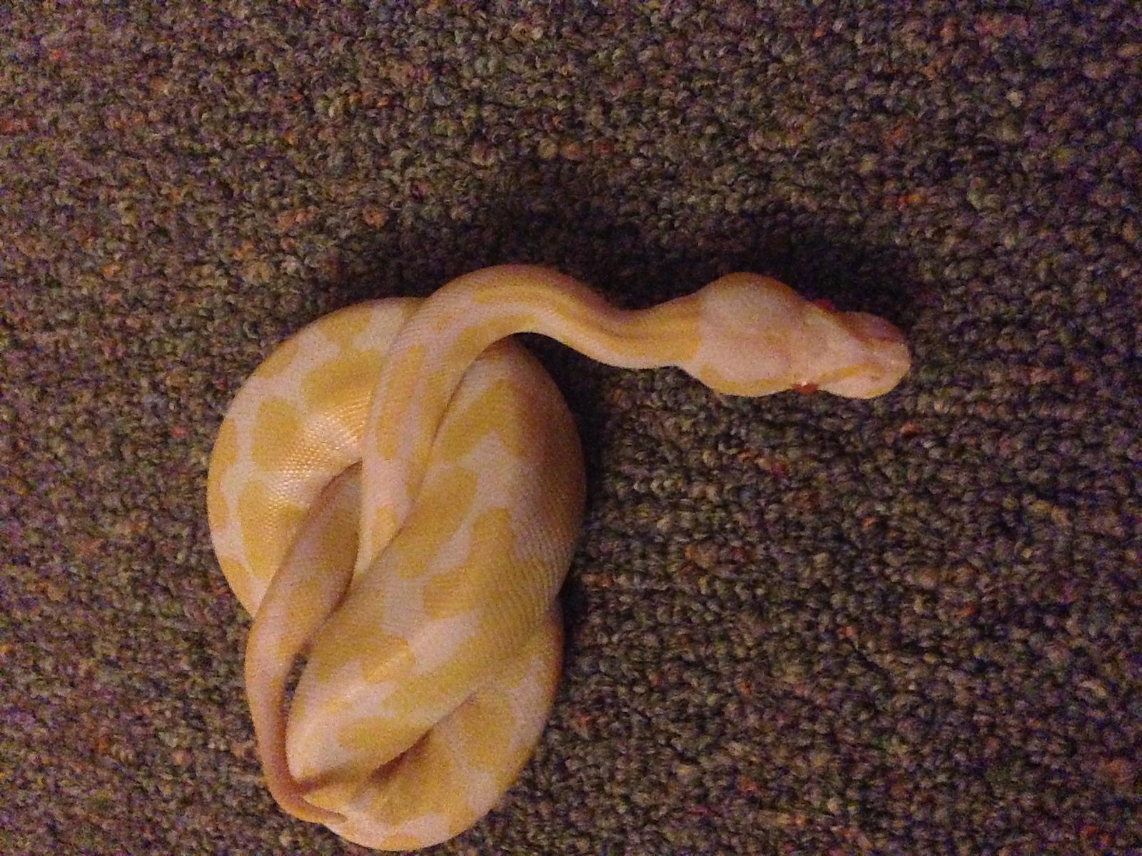 My BP's