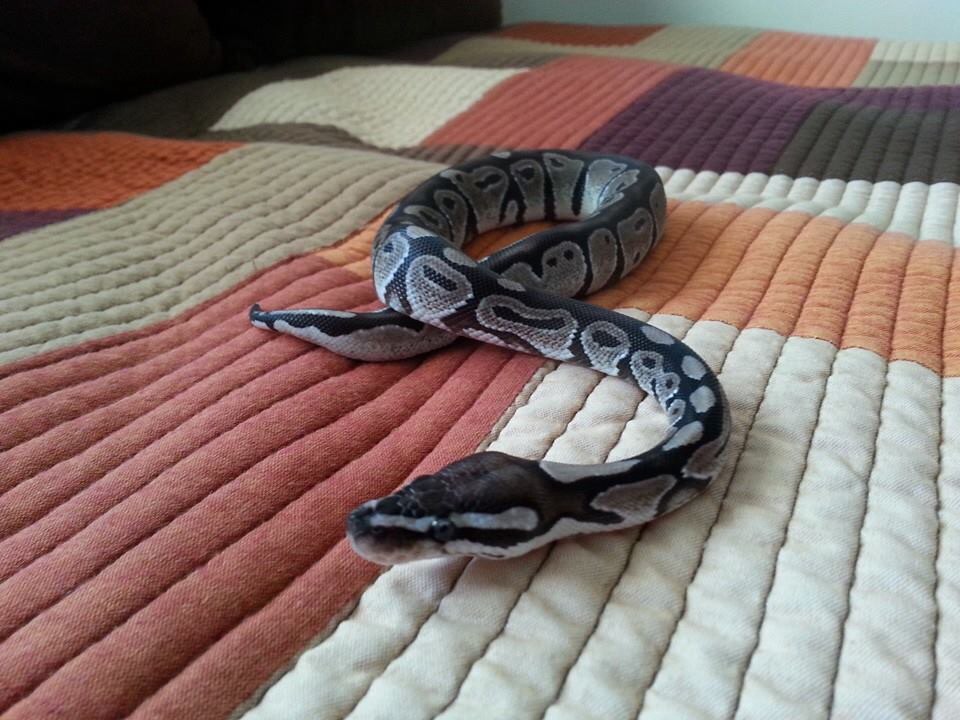 Freshly shed