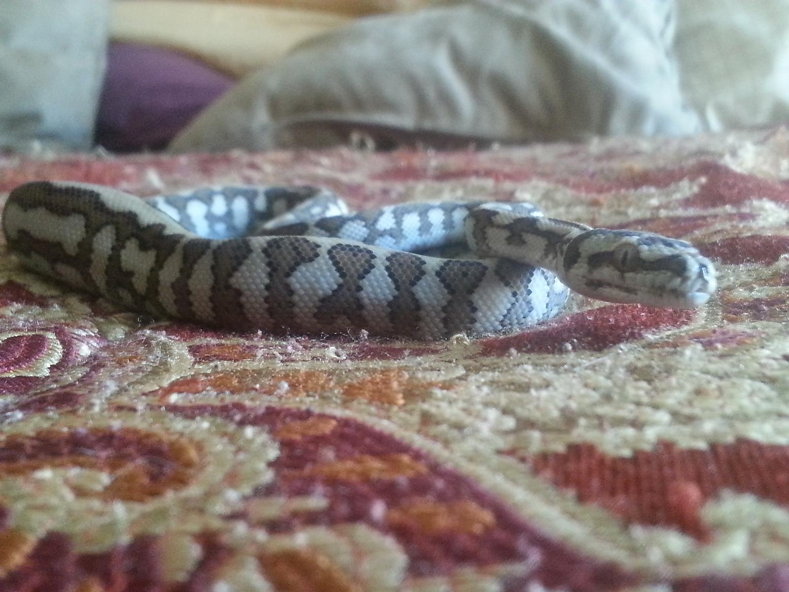 carpet python