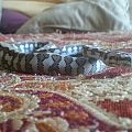 carpet python