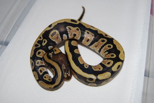 captive hatch
