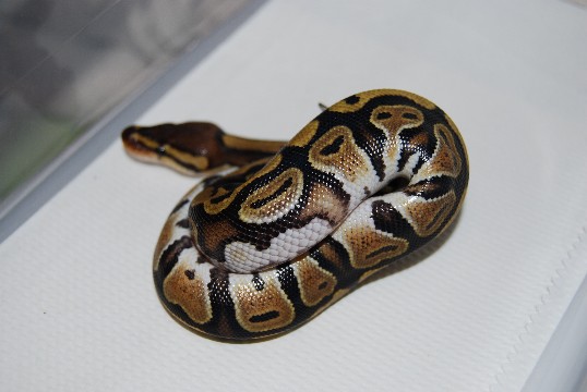 captive hatched
