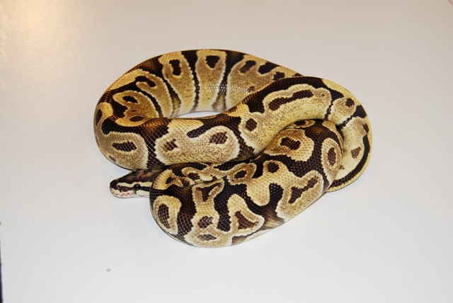 Update Pics