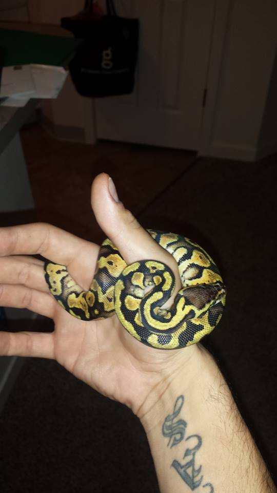bp1