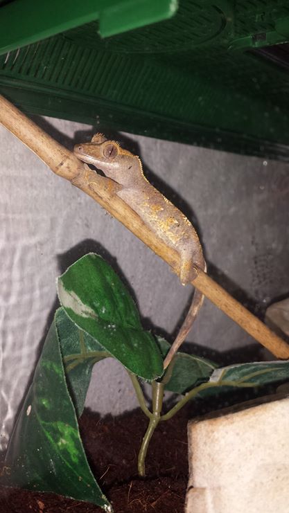 gecko
