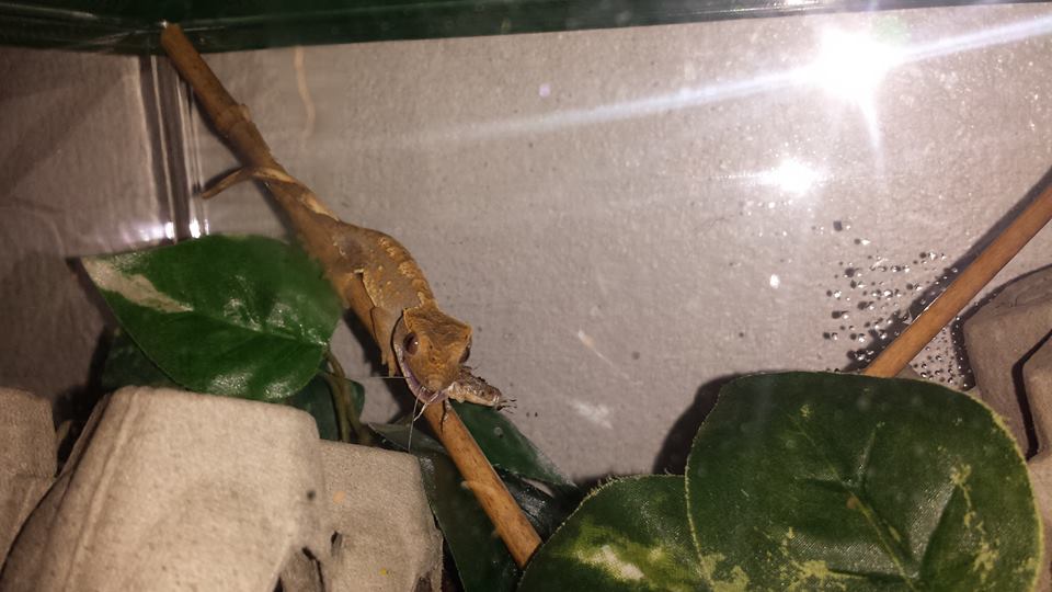 gecko 2